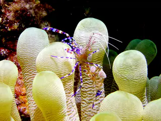 Underwater photograph by Joel Bergsma