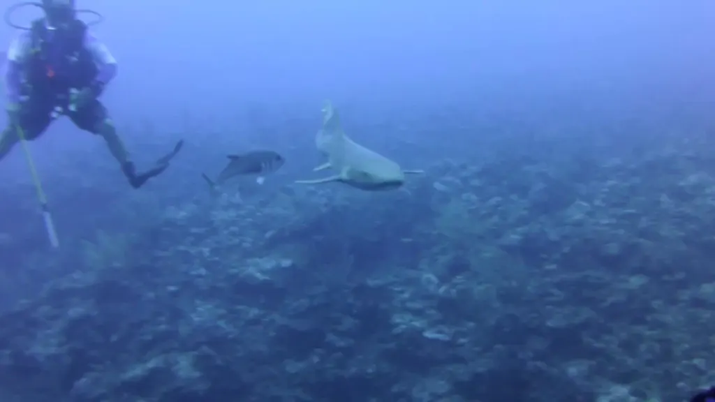 Nurse Shark repeatedly bumps my camera