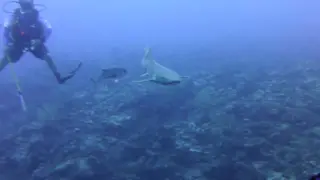 Nurse Shark repeatedly bumps my camera