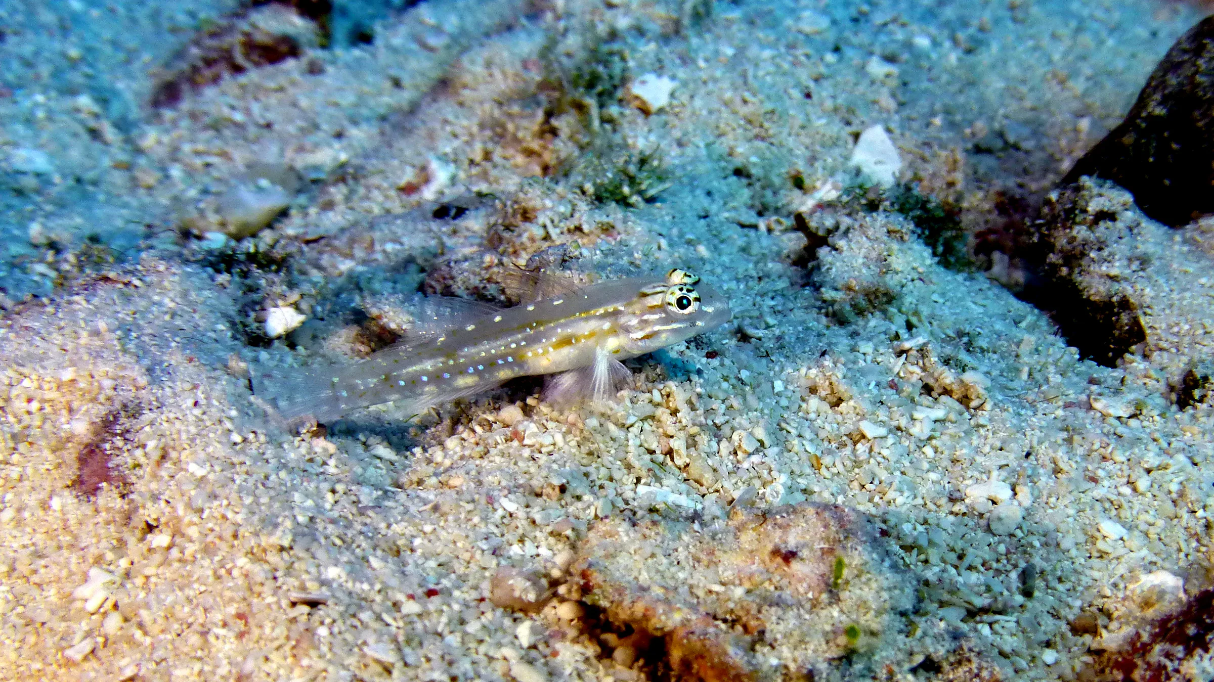 Blenny, Belize, 2017