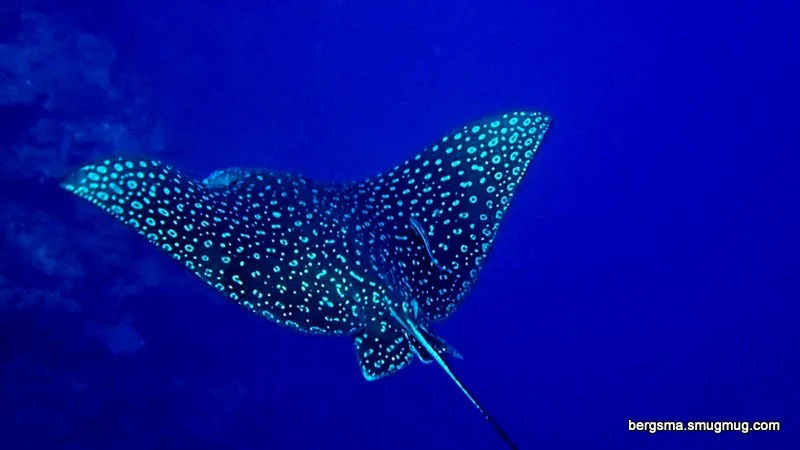 Underwater photograph by Joel Bergsma