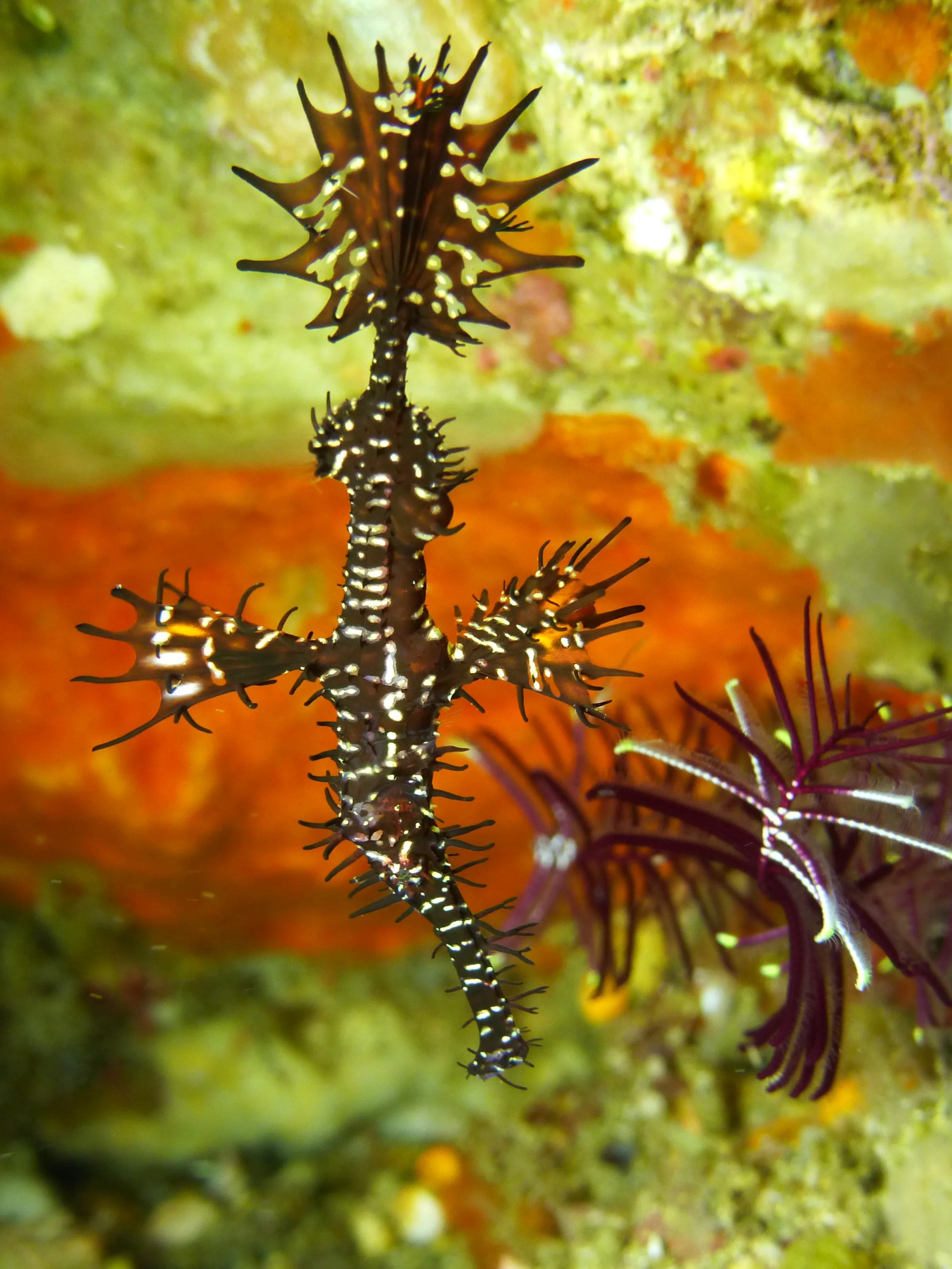 Ornate Ghost Pipefish.  Gerald Allen, et al, Reef Fish Identification - Tropical Pacific (2003), page 423.