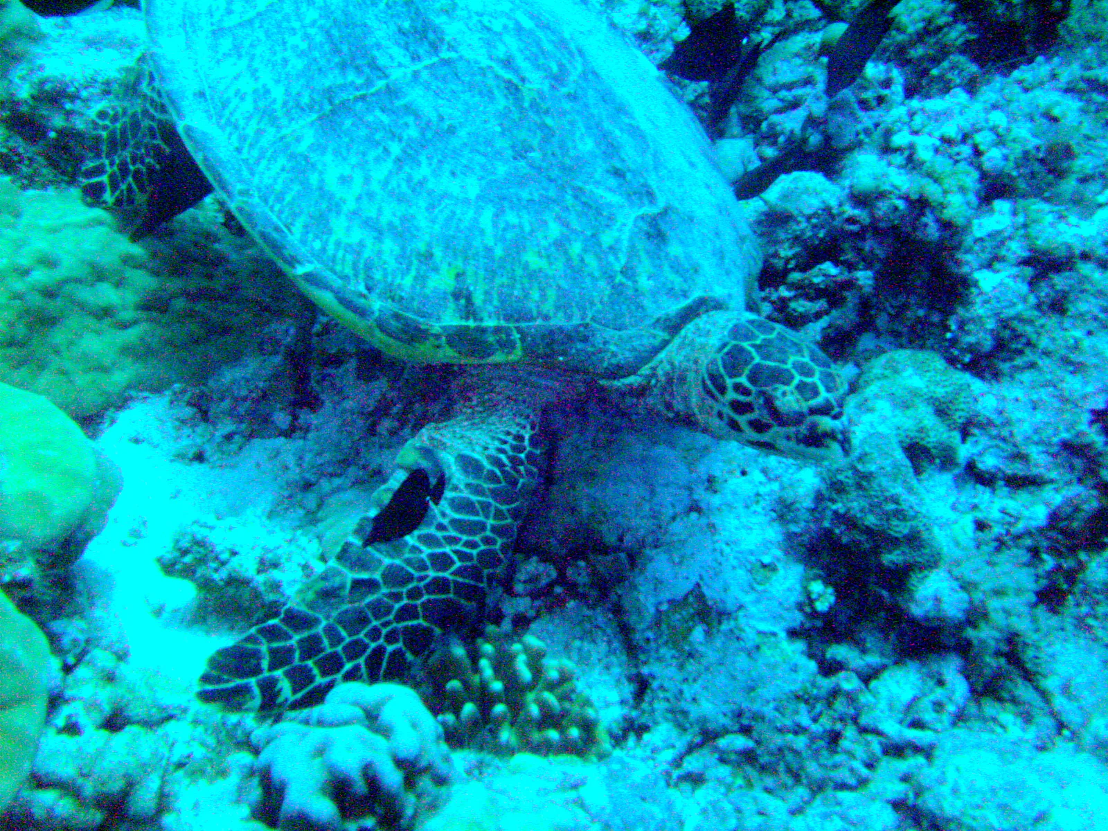 Green Sea Turtle.