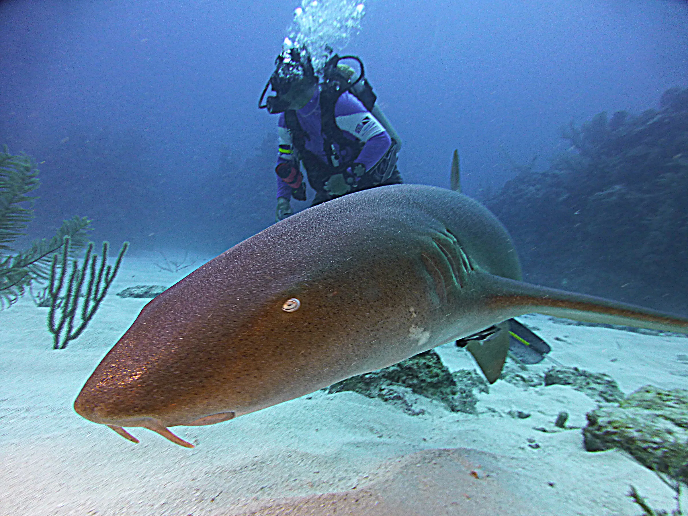 Nurse Shark, Belize, 2017