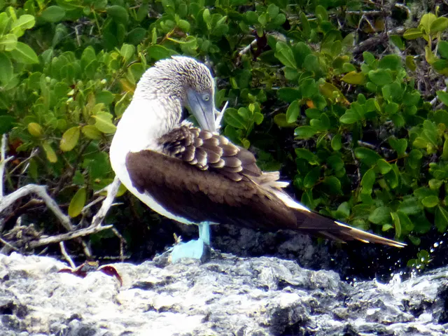 Blue Footed Booby