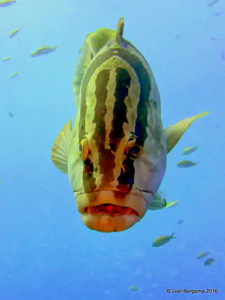 Underwater photograph by Joel Bergsma