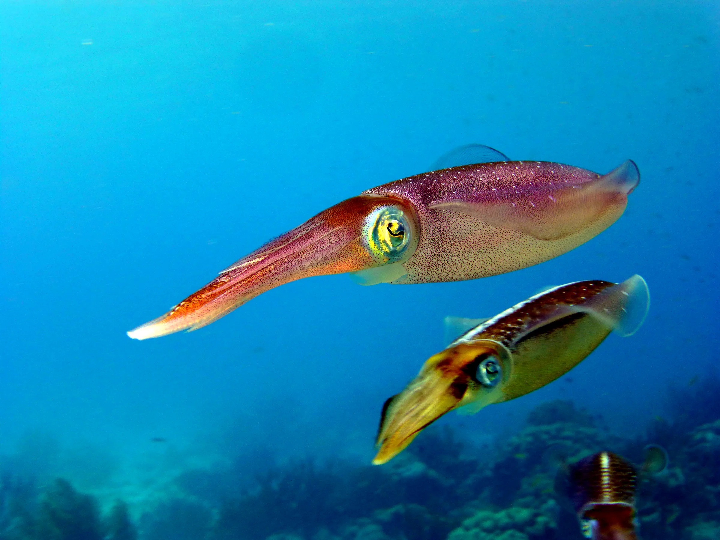 Reef Squid, Bonaire, 2013
