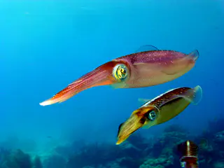 Underwater photograph by Joel Bergsma
