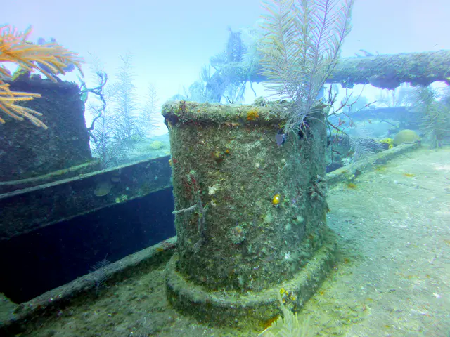 Underwater photograph by Joel Bergsma