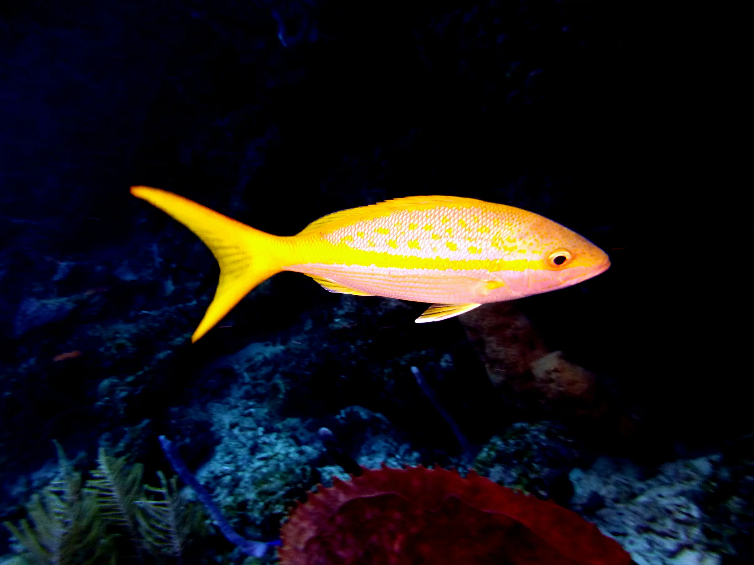 Snapper, Belize, 2017