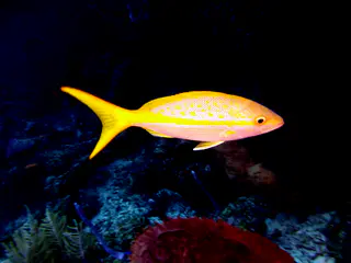 Underwater photograph by Joel Bergsma