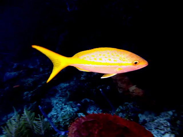 Underwater photograph by Joel Bergsma