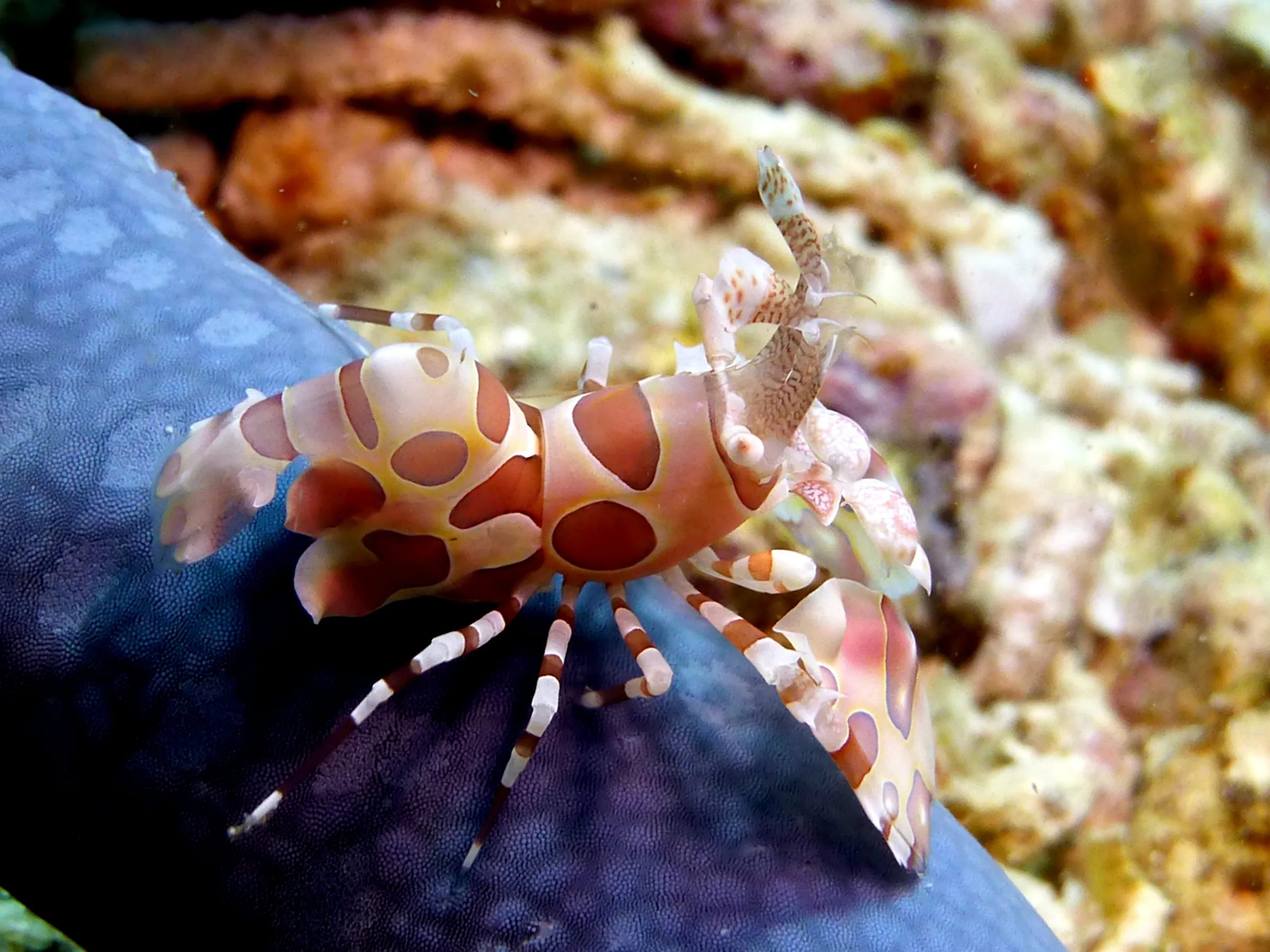 Harlequin Shrimp, Philippines, 2014