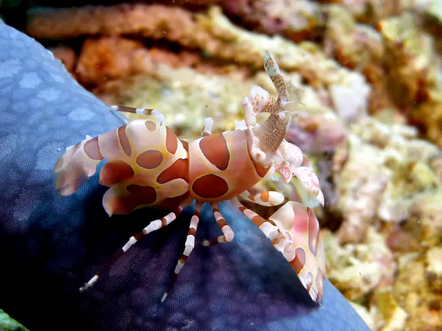 Underwater photograph by Joel Bergsma