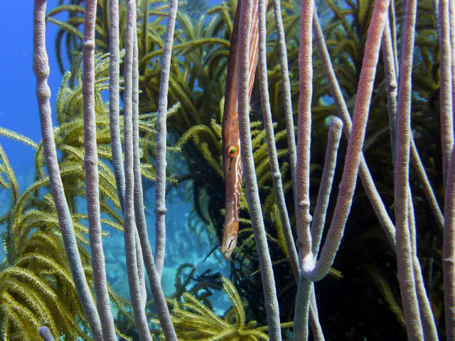 Underwater photograph by Joel Bergsma