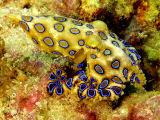 Underwater photograph by Joel Bergsma