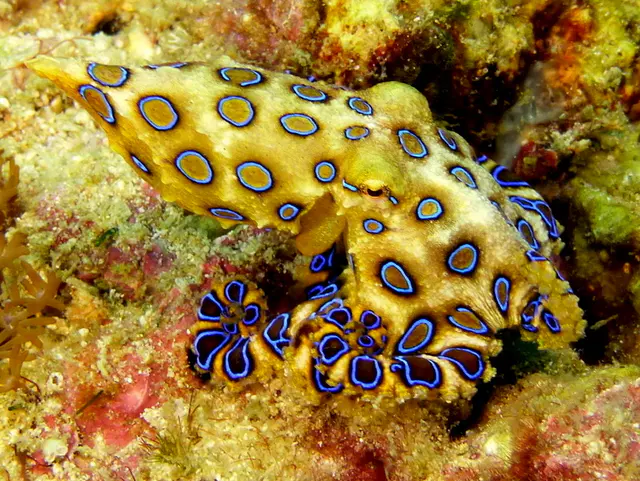 Underwater photograph by Joel Bergsma