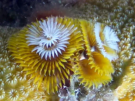 Underwater photograph by Joel Bergsma