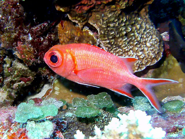 Whitetip Soldierfish.  See Gerald Allen, et al, Reef Fish Identification - Tropical Pacific (2003) at page 239.