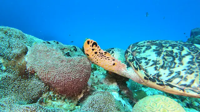 Underwater photograph by Joel Bergsma