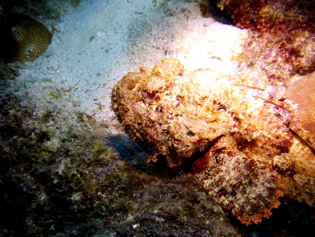 Underwater photograph by Joel Bergsma