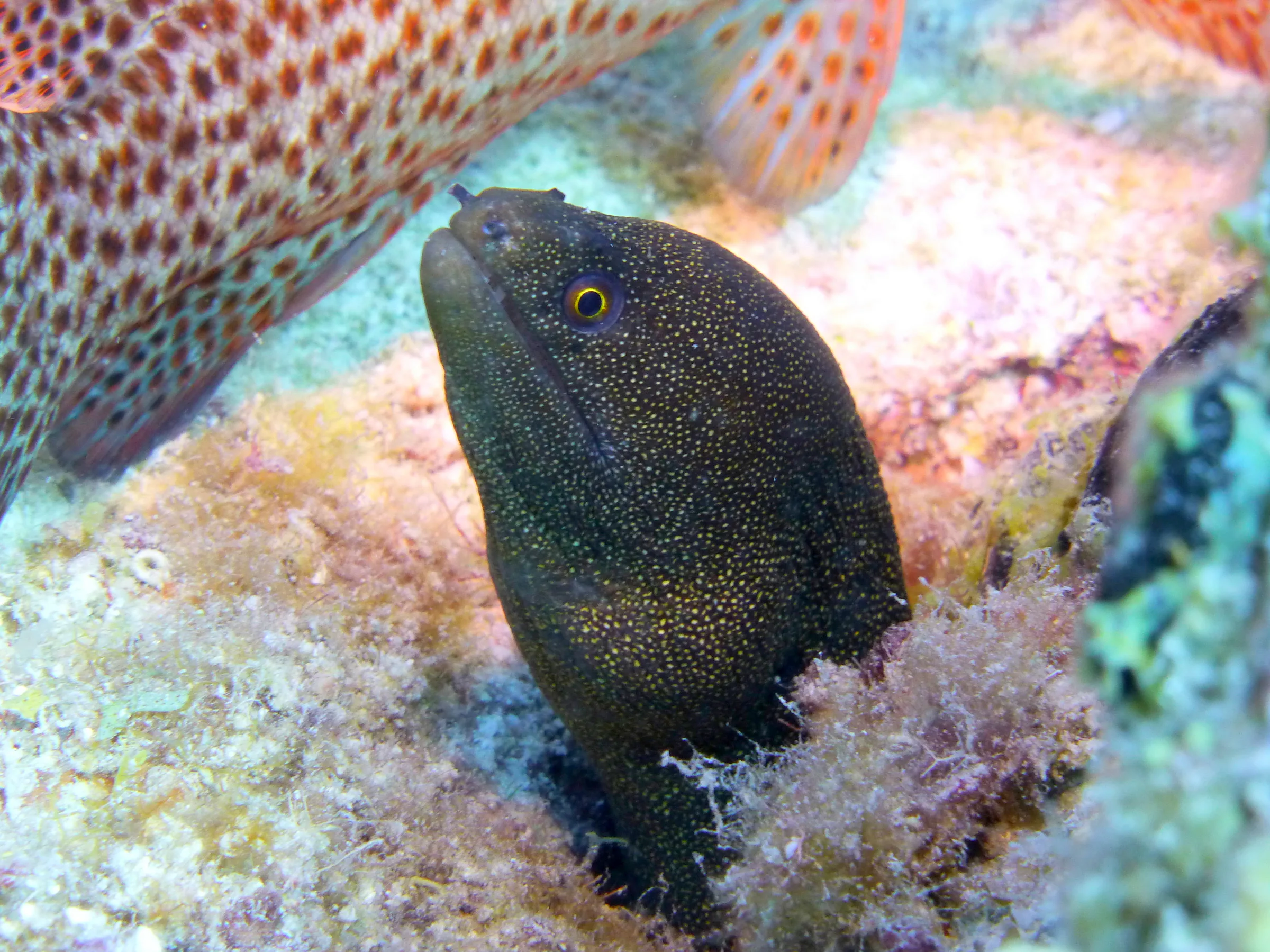 Goldentail Moray Eel, Bonaire, 2013