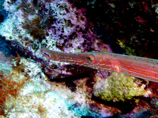 Underwater photograph by Joel Bergsma