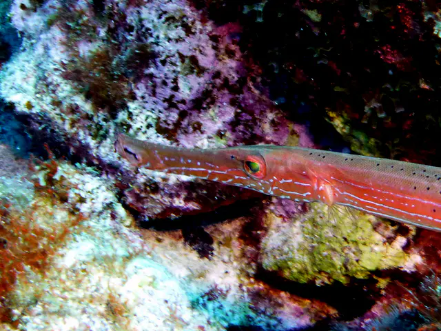 Underwater photograph by Joel Bergsma