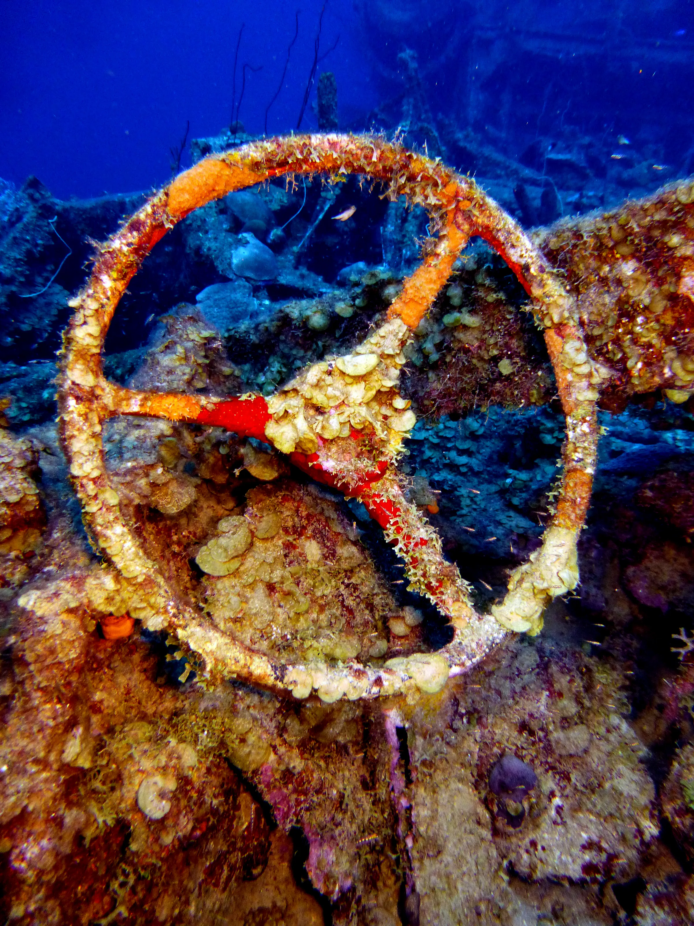 Curacao underwater photograph, 2015