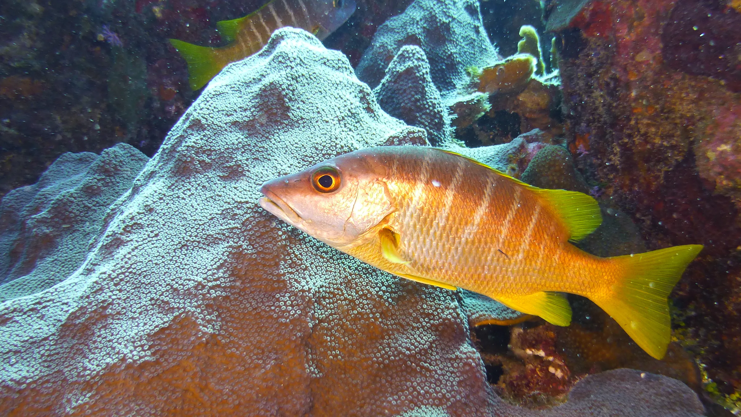 Schoolmaster Snapper, Belize, 2017