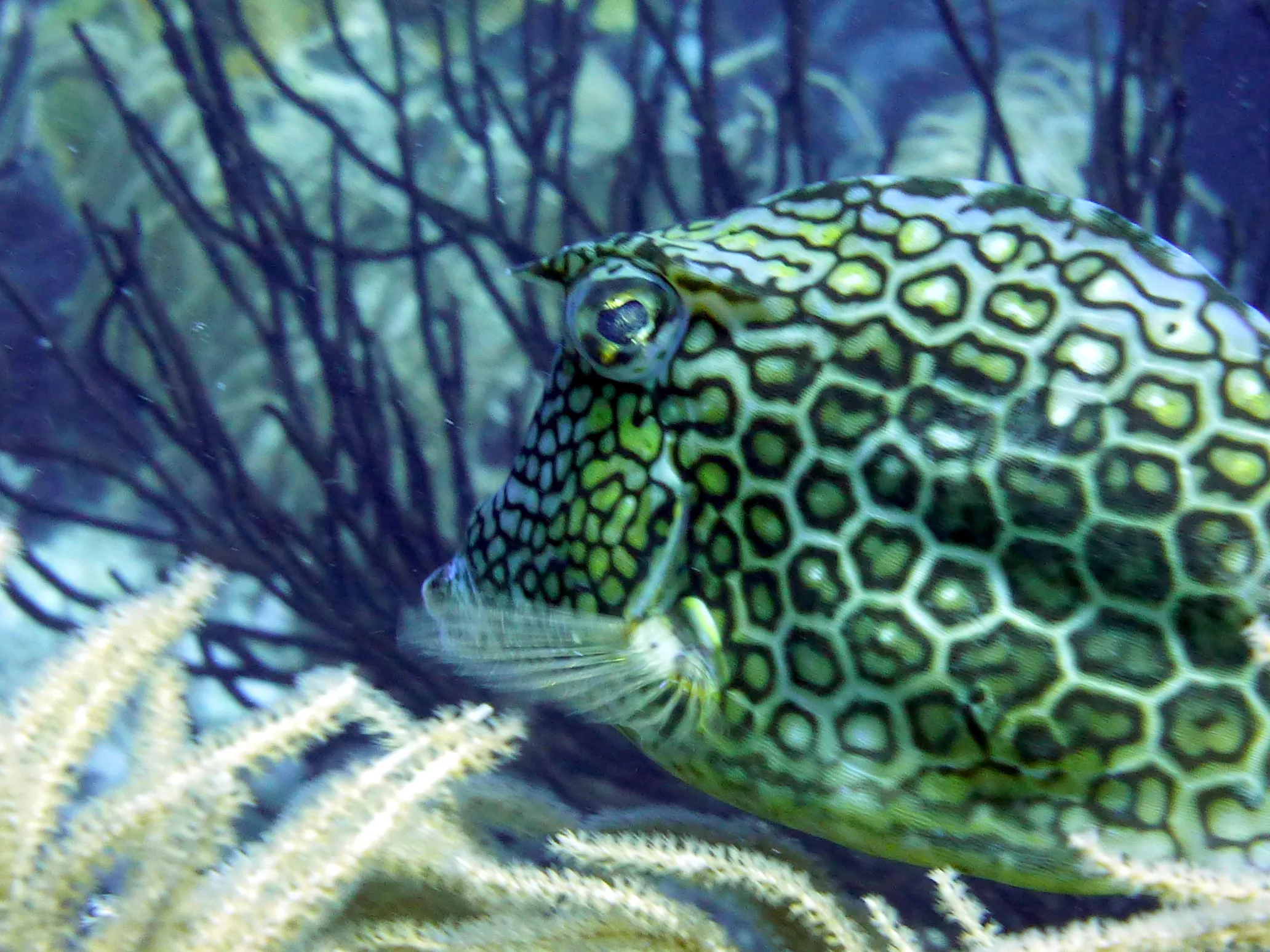 Honeycomb Cowfish, Bonaire, 2013