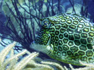 Underwater photograph by Joel Bergsma