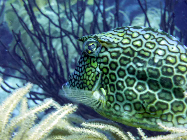 Underwater photograph by Joel Bergsma