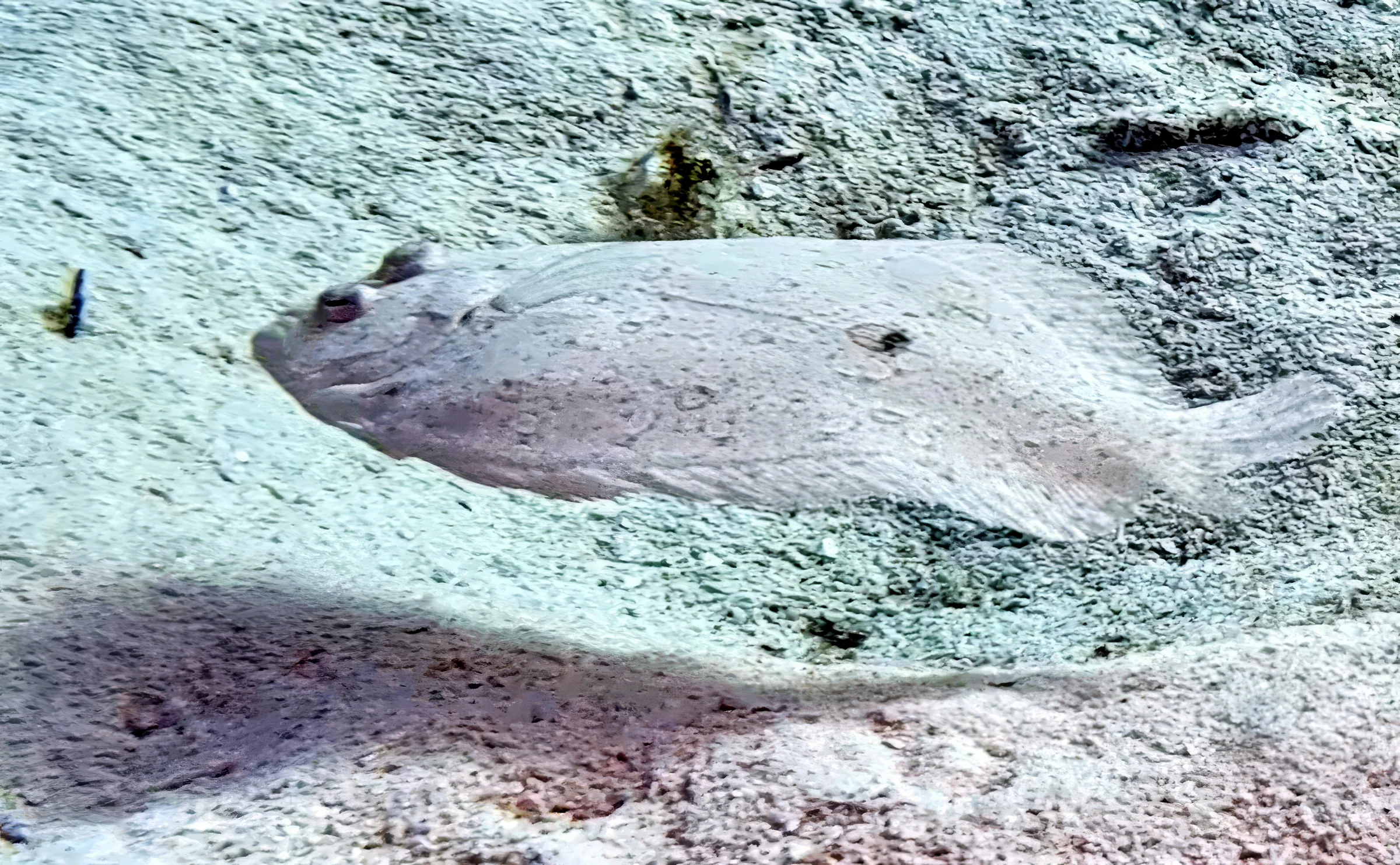 Cozumel underwater photograph, 2025