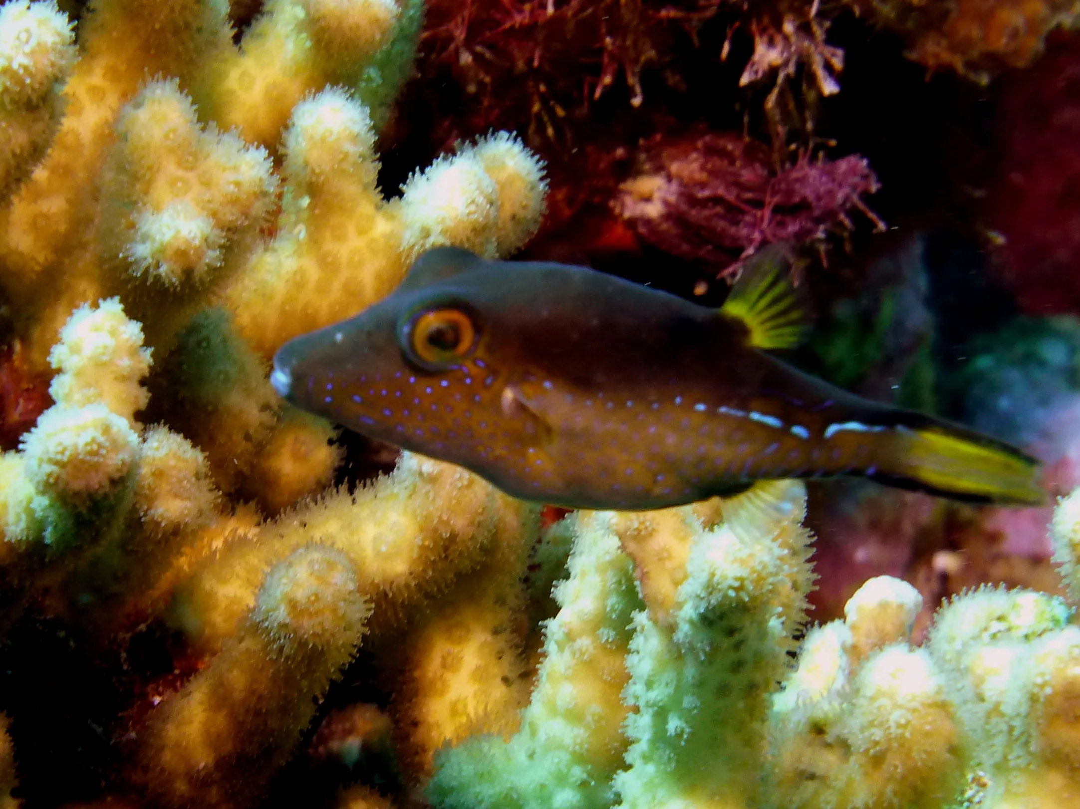 Pufferfish, Bonaire, 2013