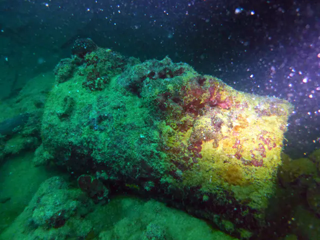 Underwater photograph by Joel Bergsma