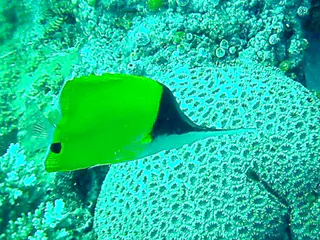 Big Longnose Butteflyfish.