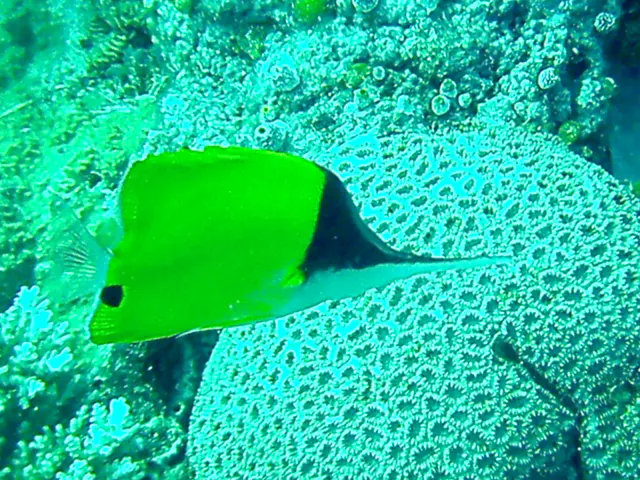 Big Longnose Butteflyfish.