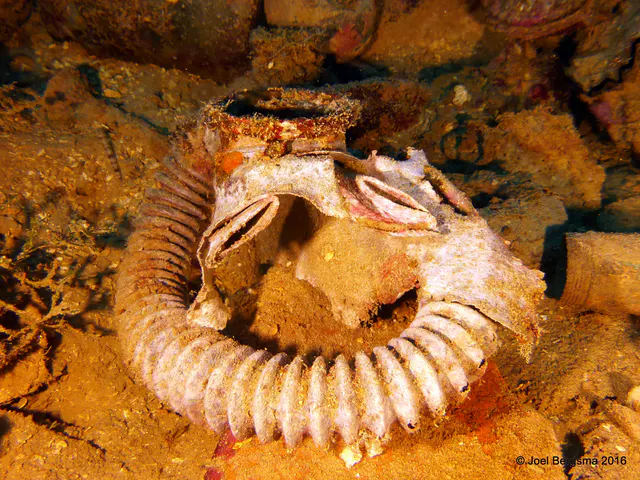 Underwater photograph by Joel Bergsma