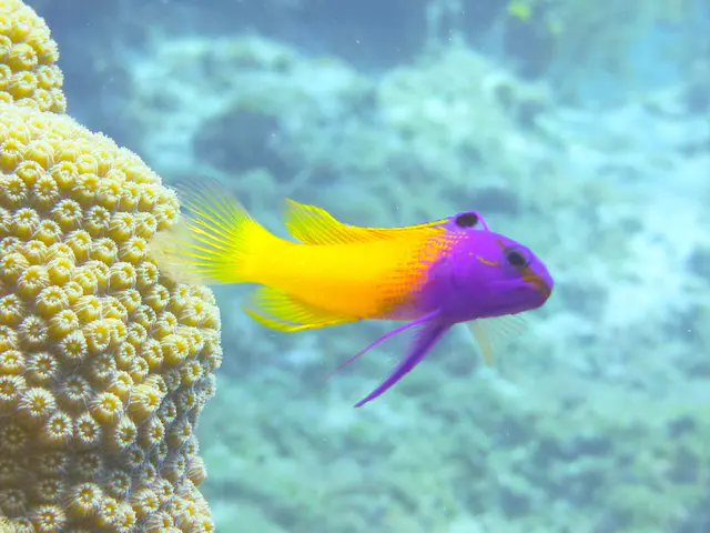 Underwater photograph by Joel Bergsma