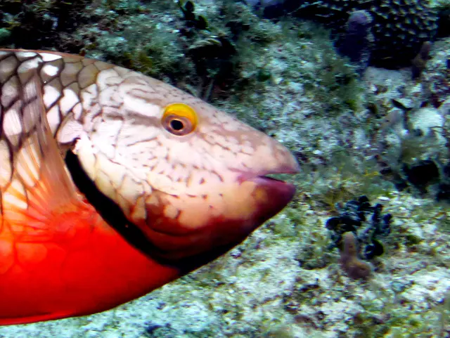 Underwater photograph by Joel Bergsma