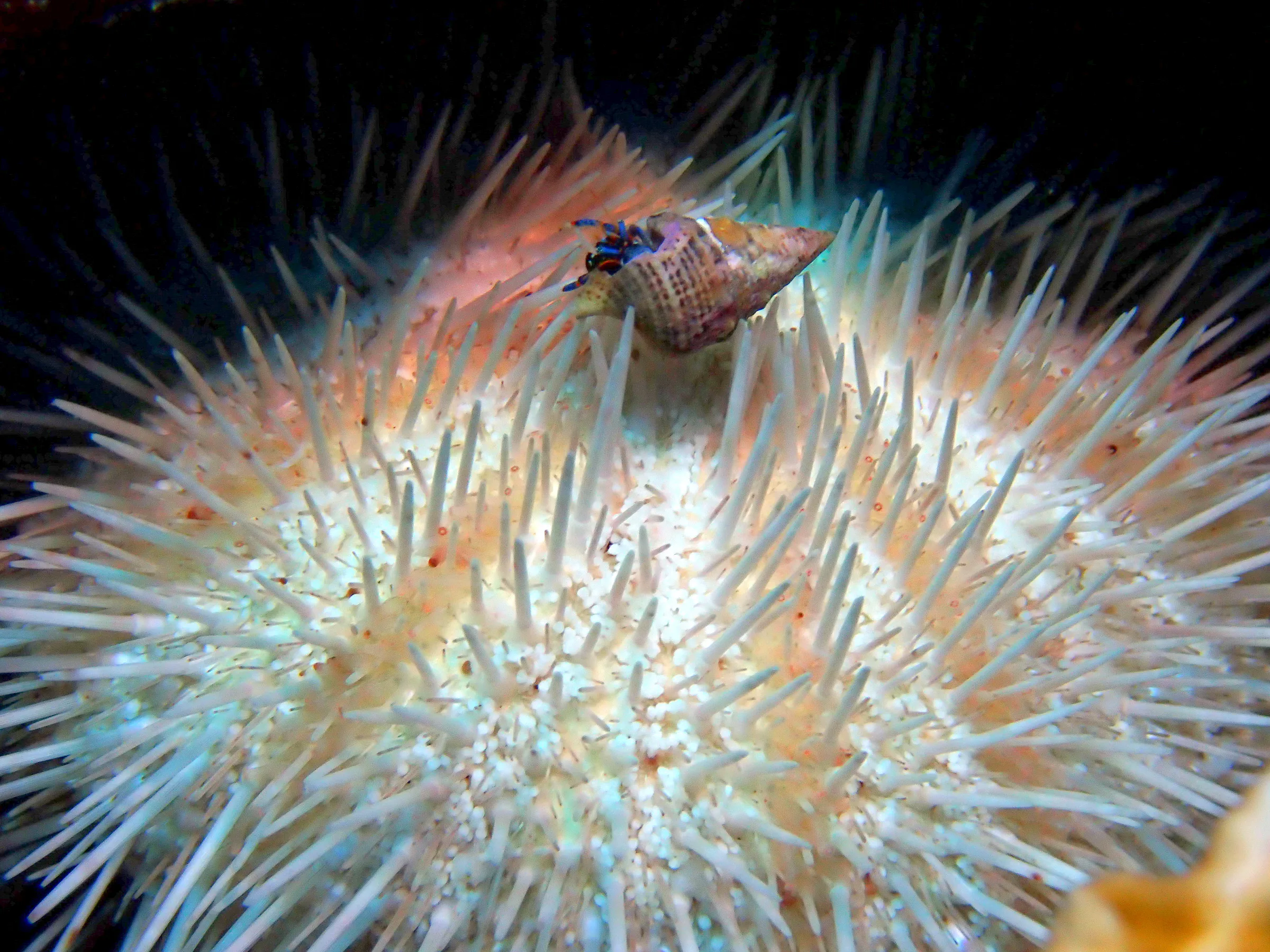 Cozumel underwater photograph, 2023
