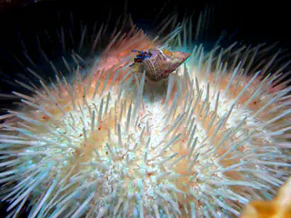 Underwater photograph by Joel Bergsma
