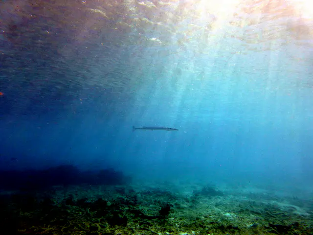 Underwater photograph by Joel Bergsma