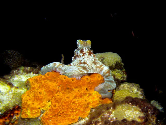 Octopus
