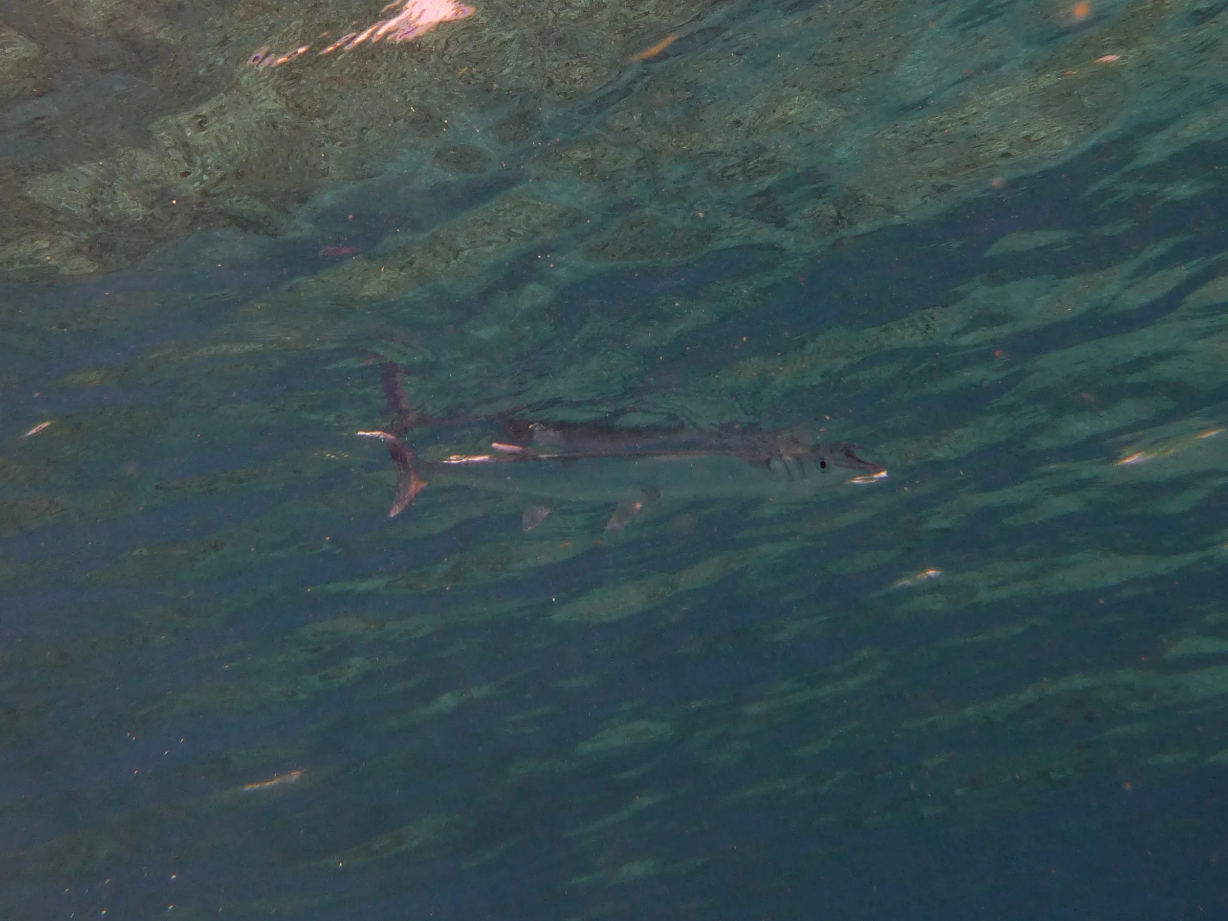 Barracuda, Bonaire, 2013