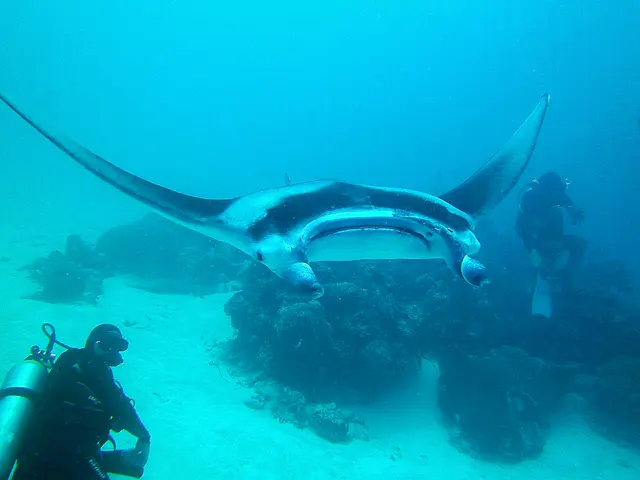 Manta Ray