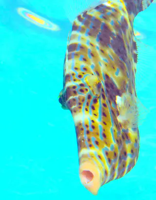 Underwater photograph by Joel Bergsma