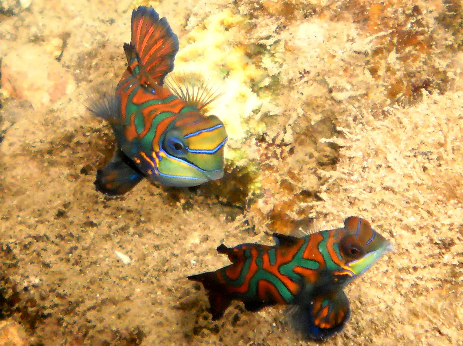 Mandarinfish. See Gerald Allen, et al, Reef Fish Identification - Tropical Pacific (2003) at page 289.