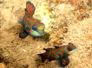 Mandarinfish. See Gerald Allen, et al, Reef Fish Identification - Tropical Pacific (2003) at page 289.
